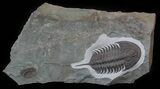 Early Cambrian Psedosaukianda Trilobite - Morocco #62716-1